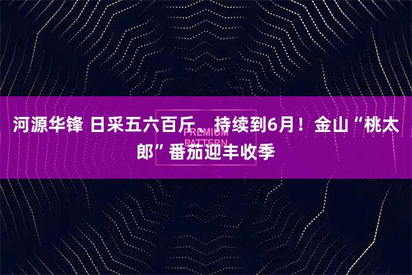 河源华锋 日采五六百斤、持续到6月！金山“桃太郎”番茄迎丰收季